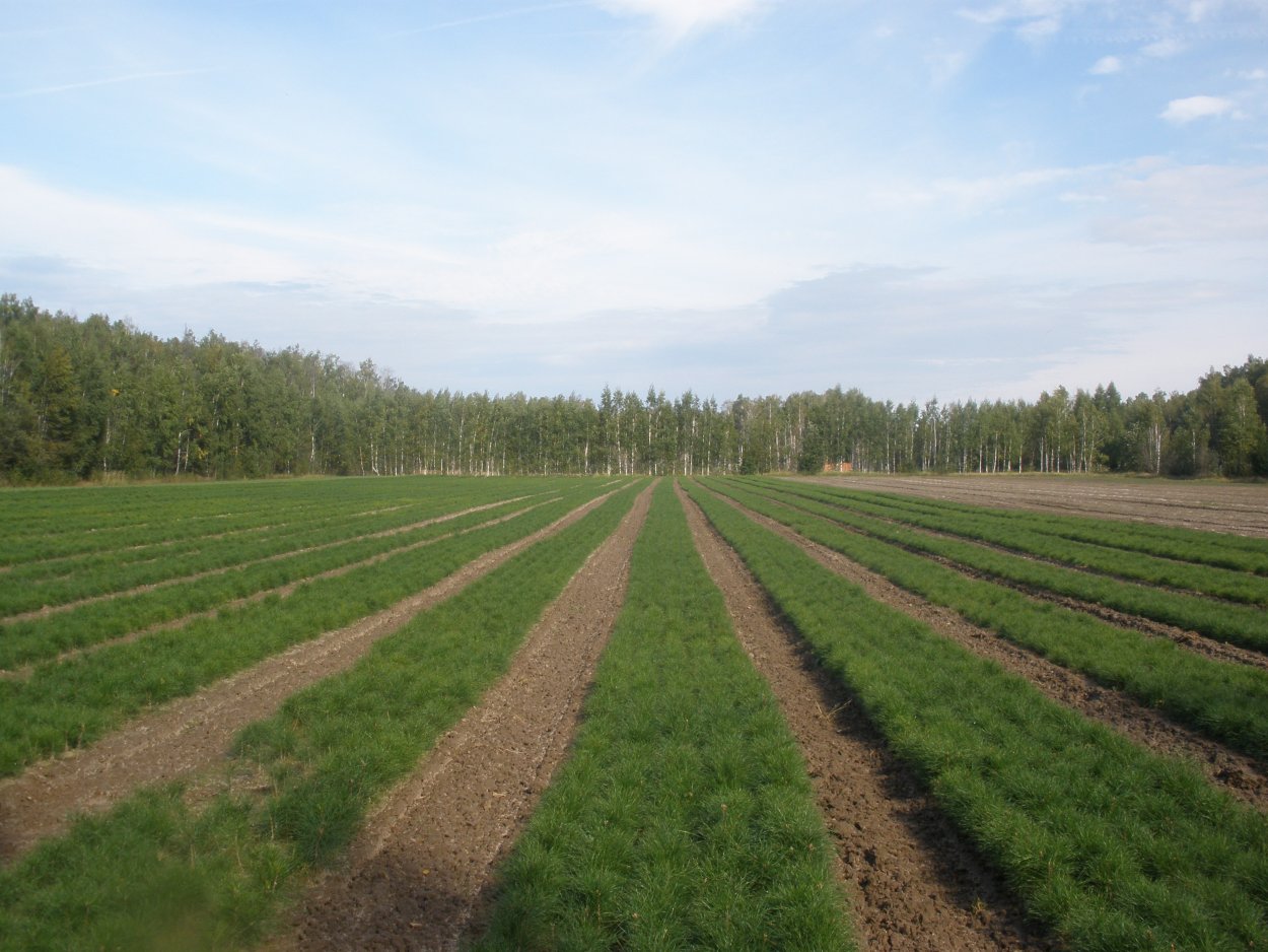 Ирригационная эрозия