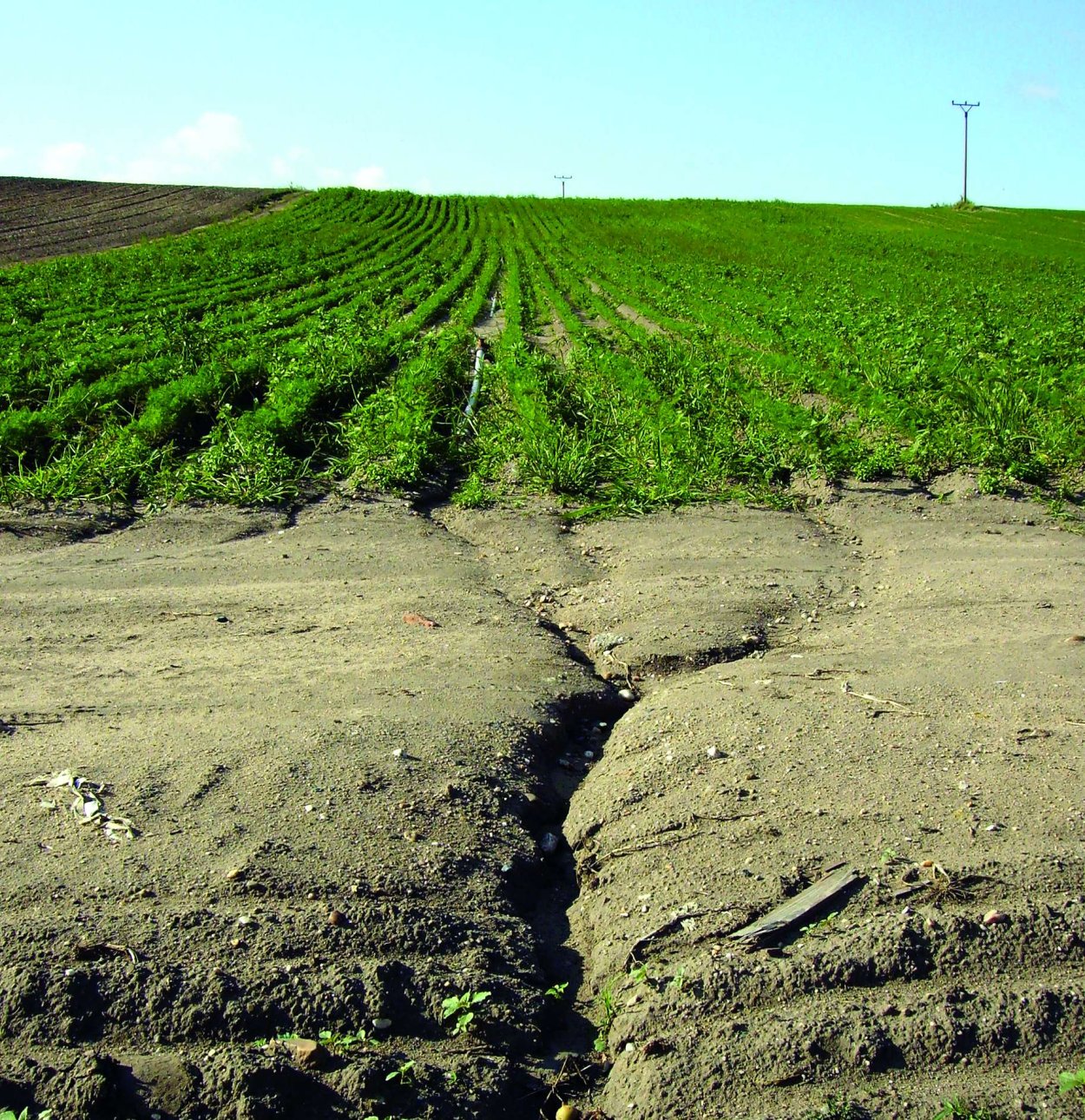 Защитные лесополосы Ростовская область