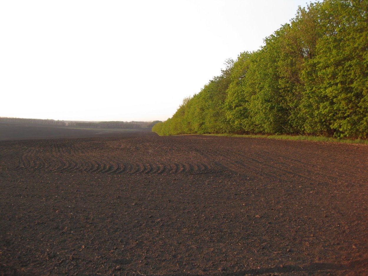 Полезащитная Лесная полоса непродуваемой конструкции схема