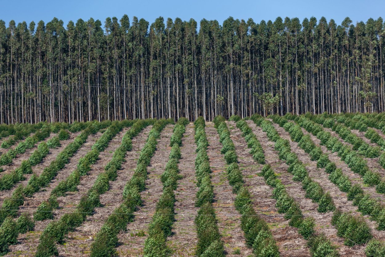 Камышинская лесополоса