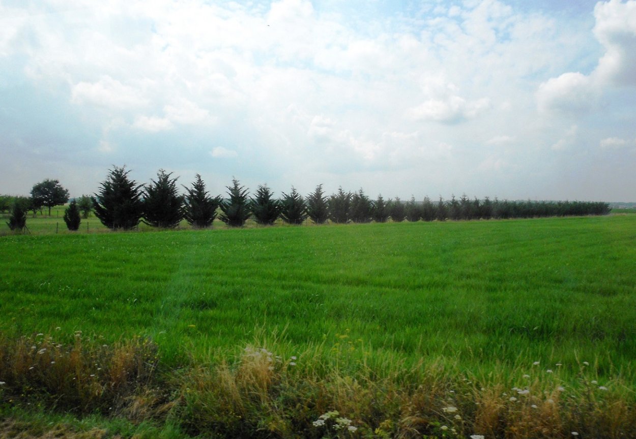 Лесные полосы