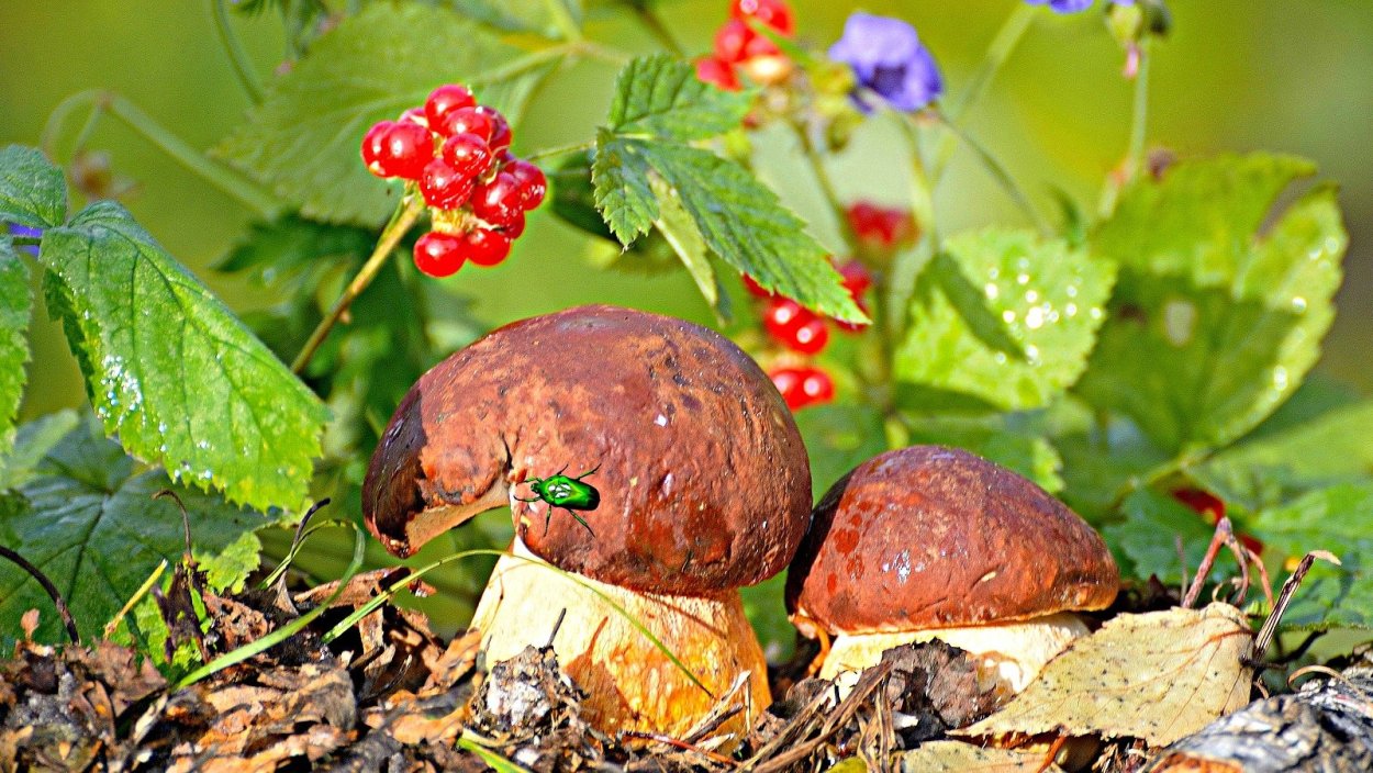 Осень грибы