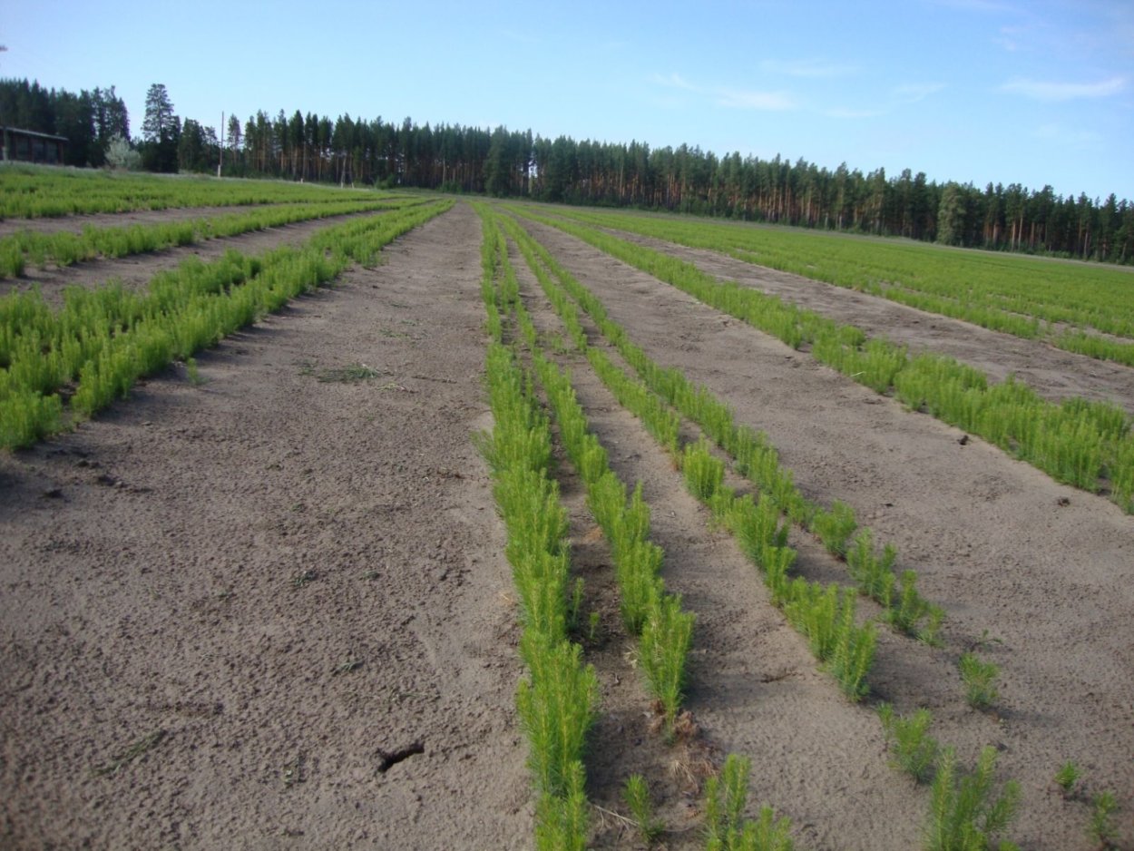 Конструкция полезащитных полос