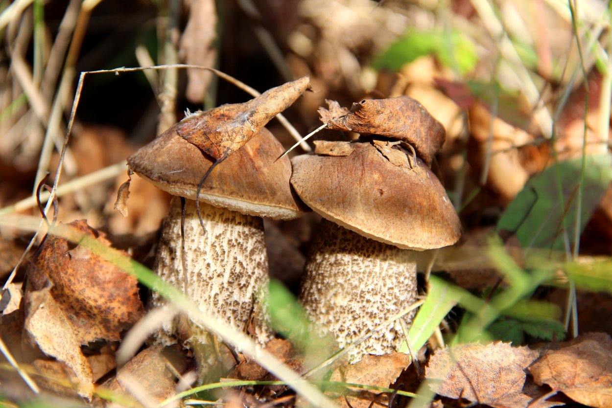 Подберезовик осенний
