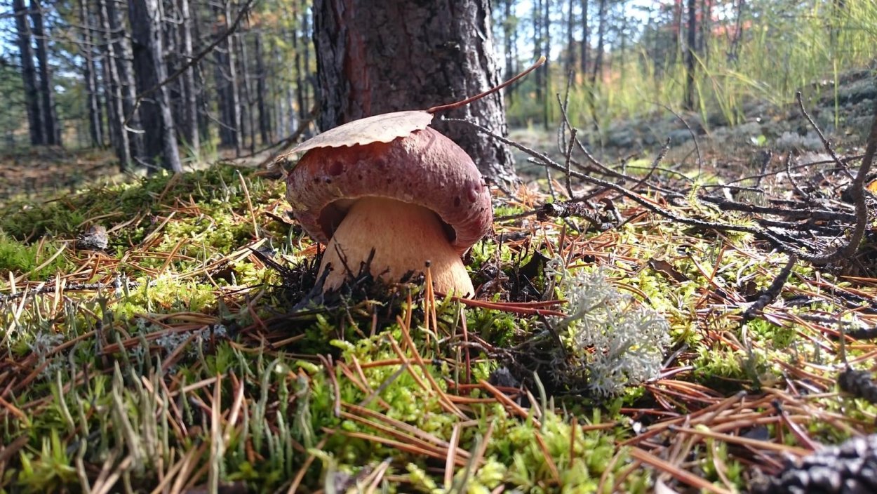 Заходское боровики