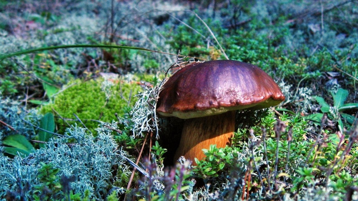 Боровик масленок