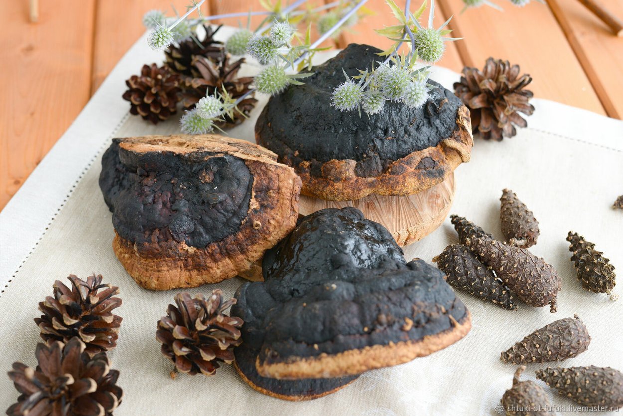 Хищный гриб на дереве