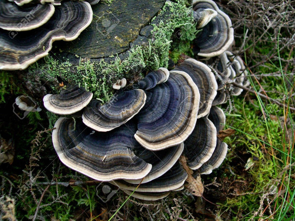 Трамета гриб онкология