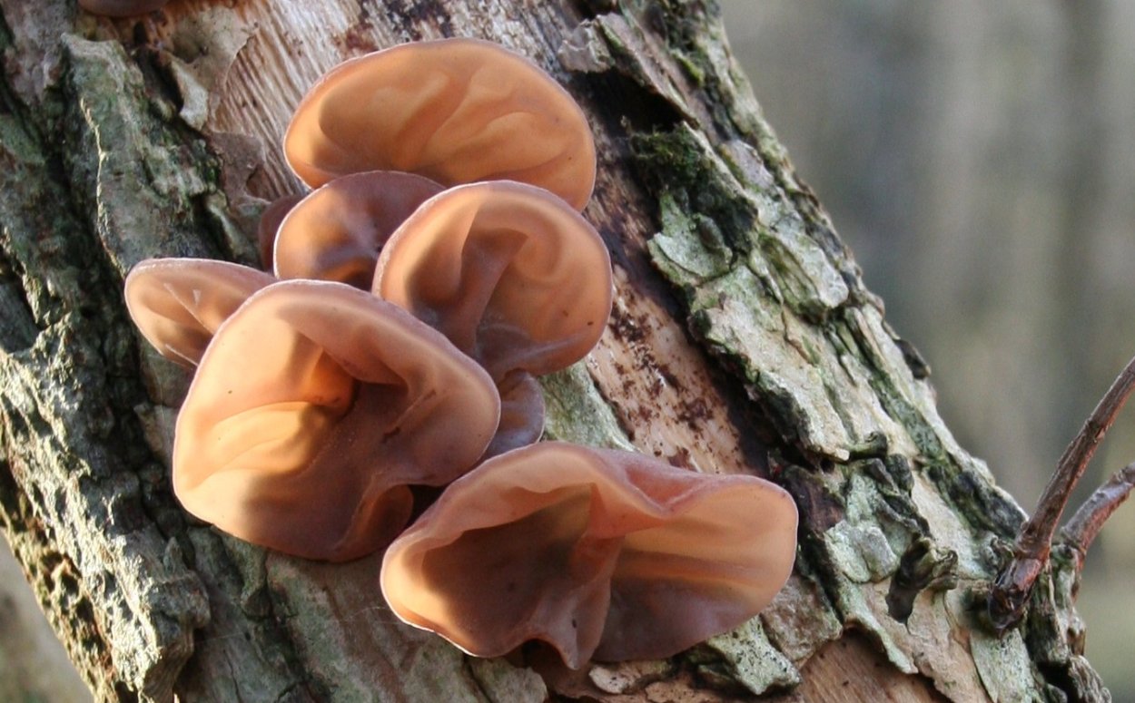 Аурикулярия уховидная (черное ухо)