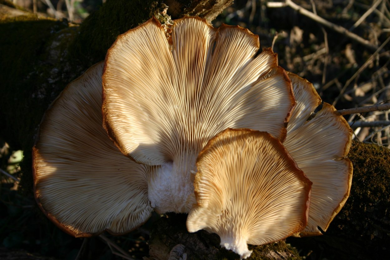 Giant fungus л2