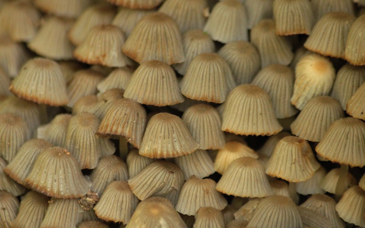 Гриб чага белый