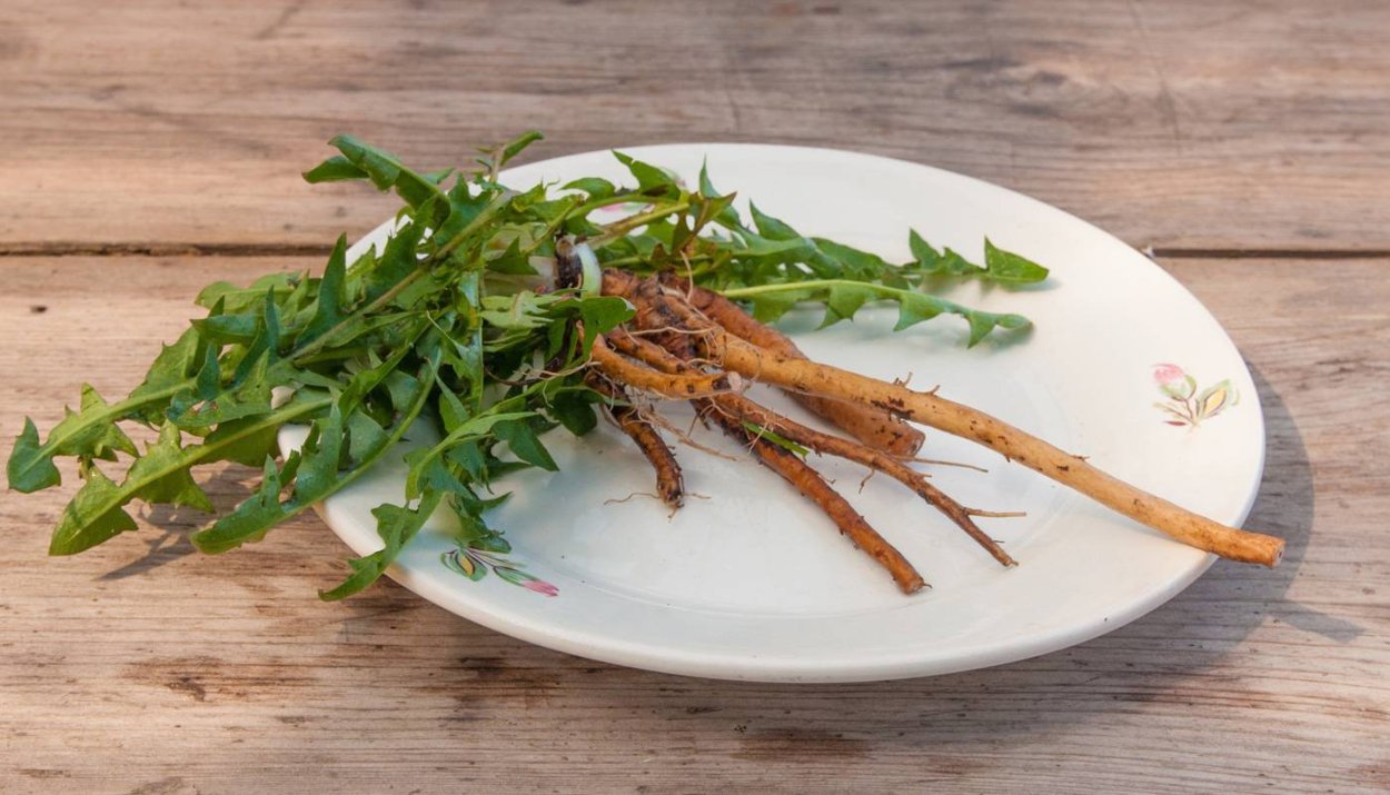 Корень одуванчика