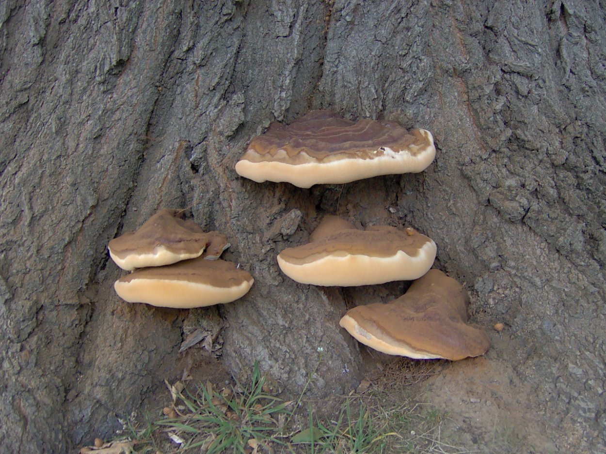 Грибы муэр корейски