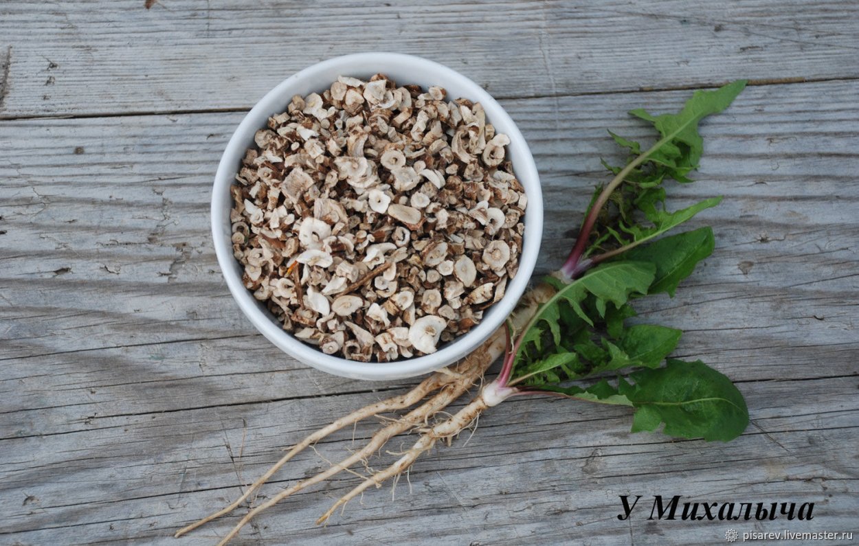 Корень одуванчика сбор