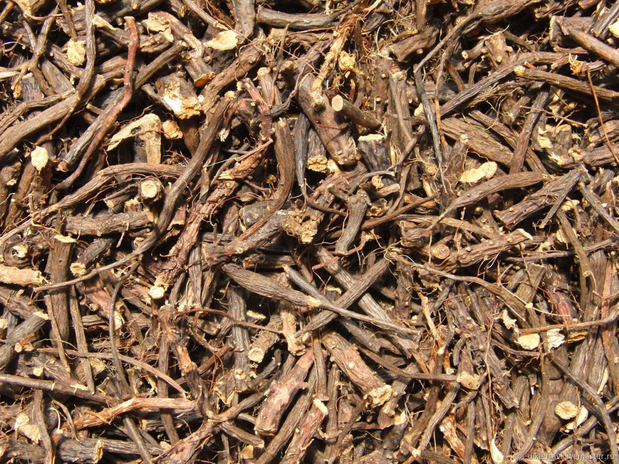 Корневища лапчатки