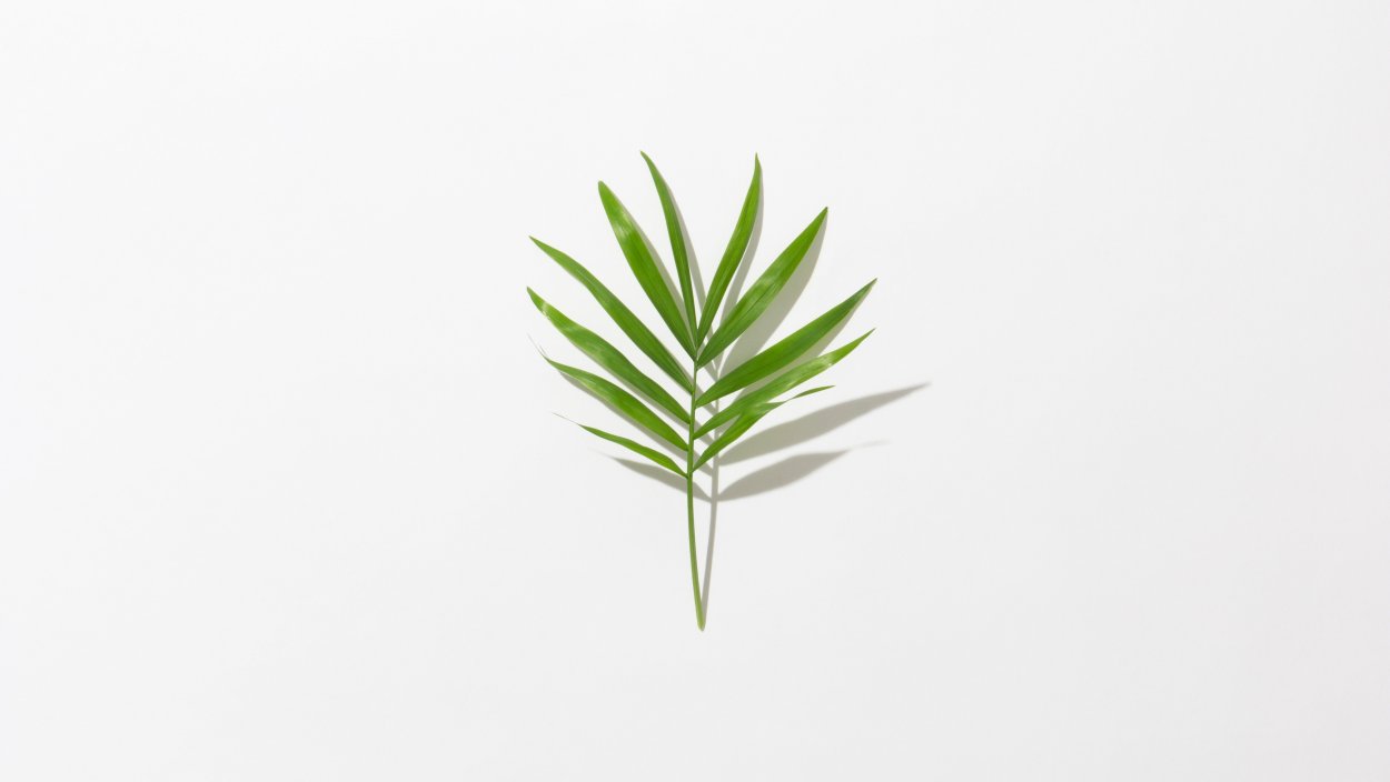 Листья Минимализм