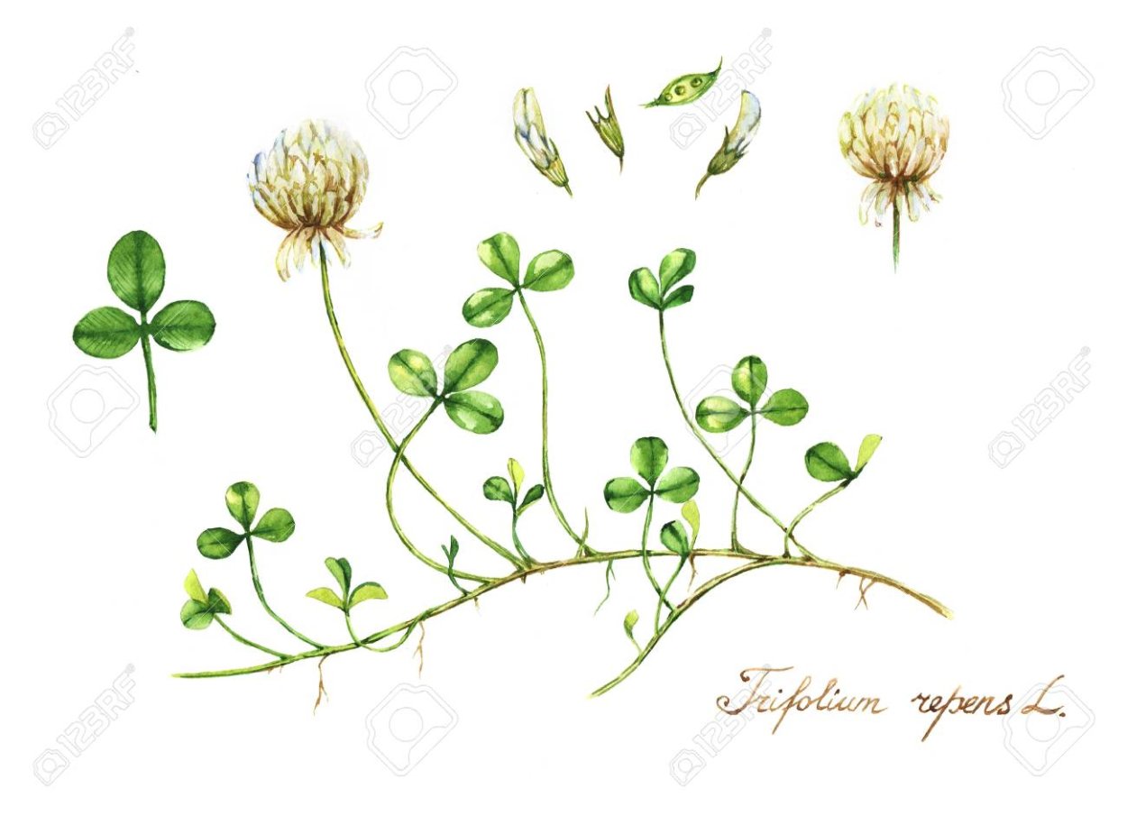 Клевер ползучий ботаника