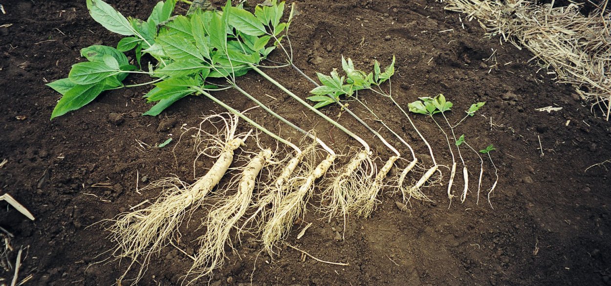 Ростки женьшеня