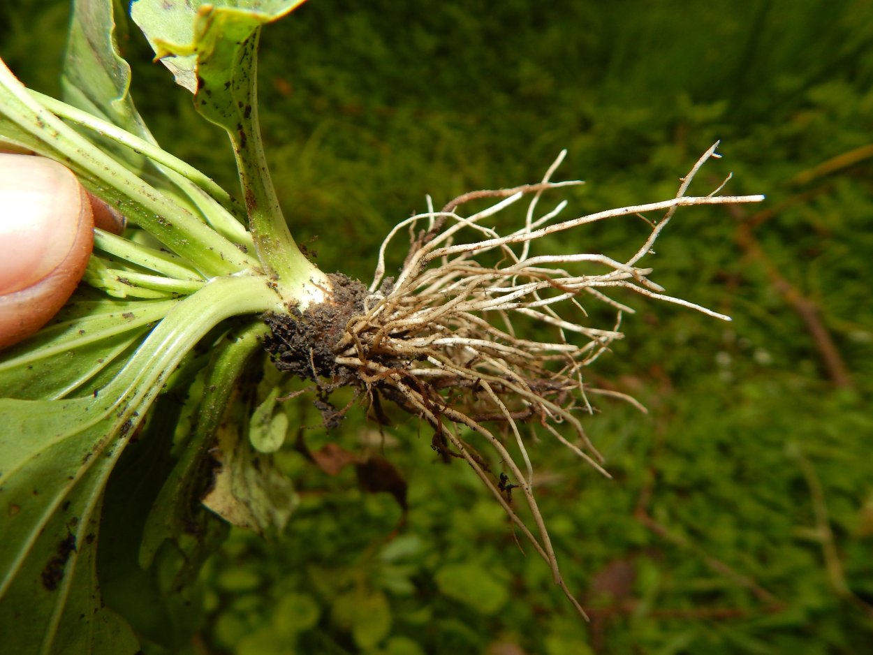 Мочковатая корневая система подорожник