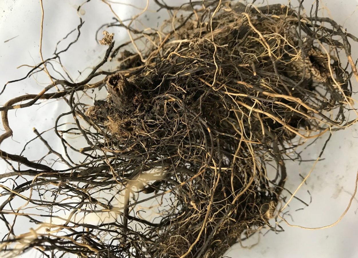 Маралий корень корень