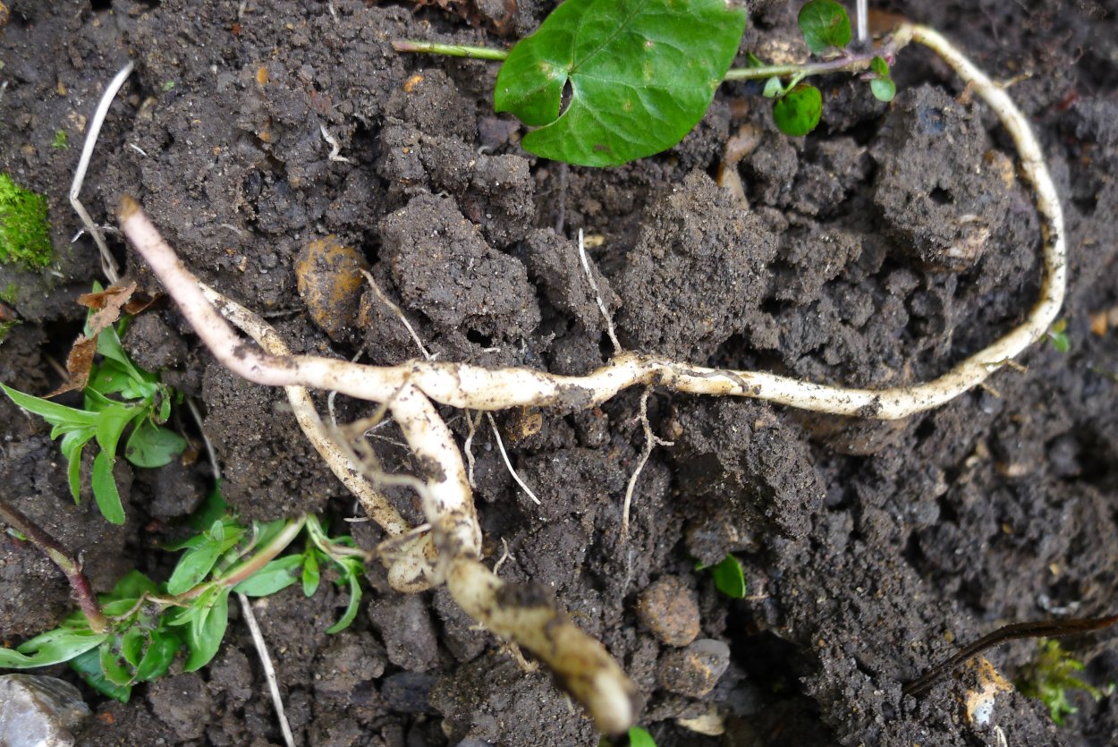 Вьюнок полевой корневище