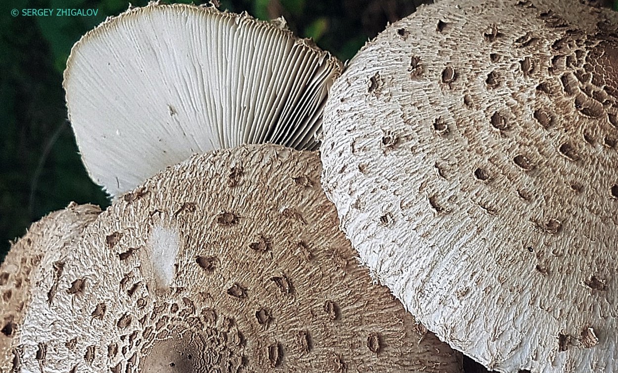 Гриб-зонтик Оливье Chlorophyllum Olivieri