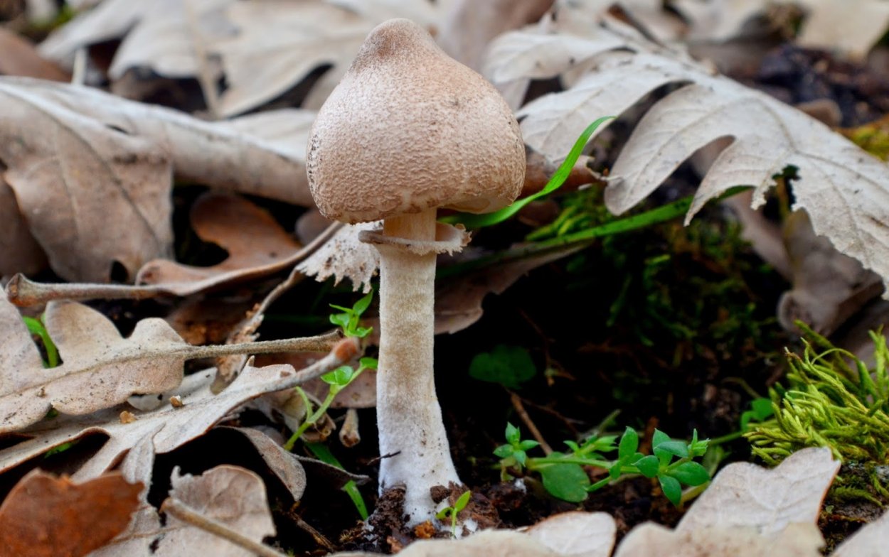 Зонтик пёстрый Macrolepiota procera