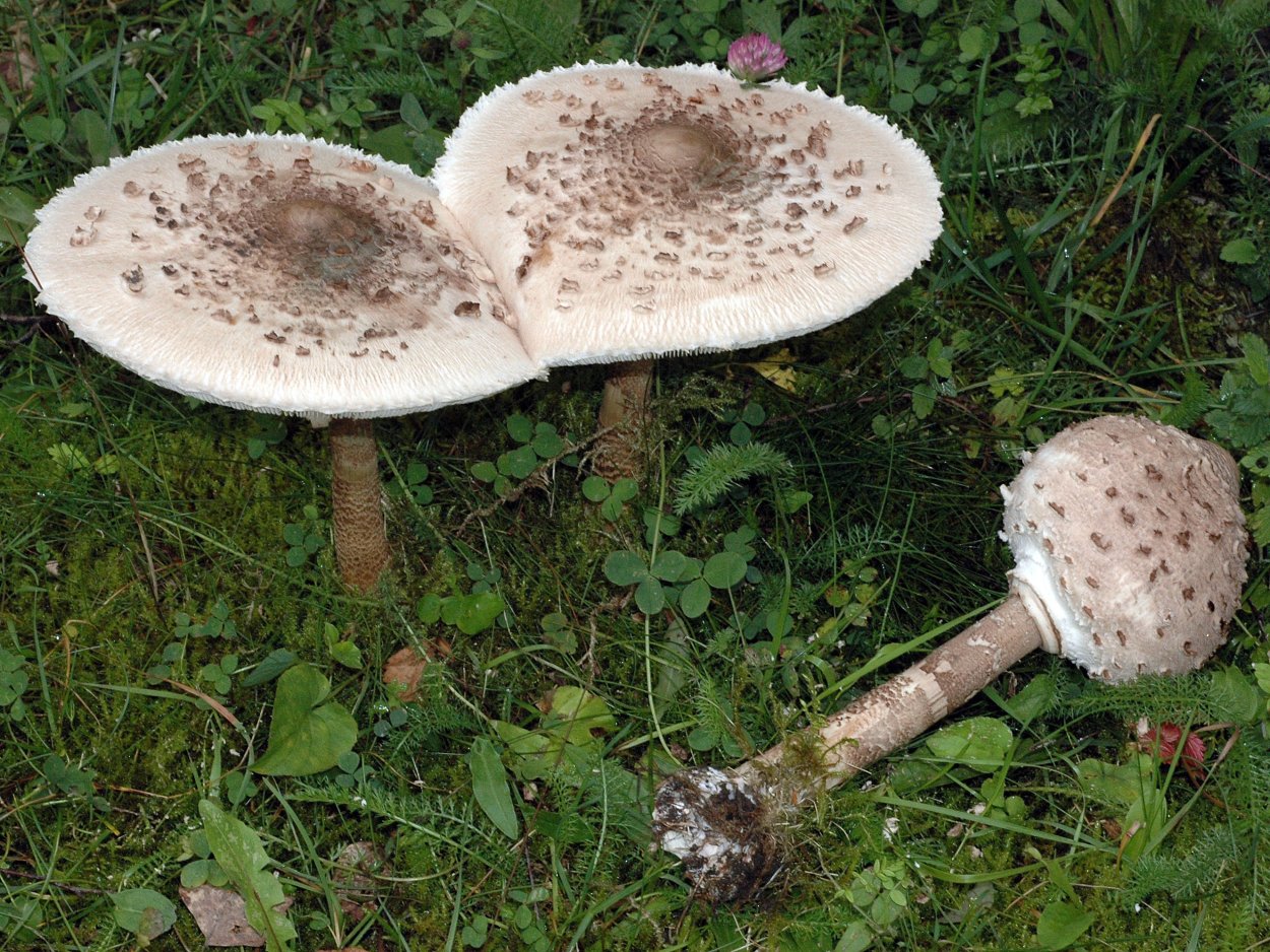 Зонтик пёстрый Macrolepiota procera