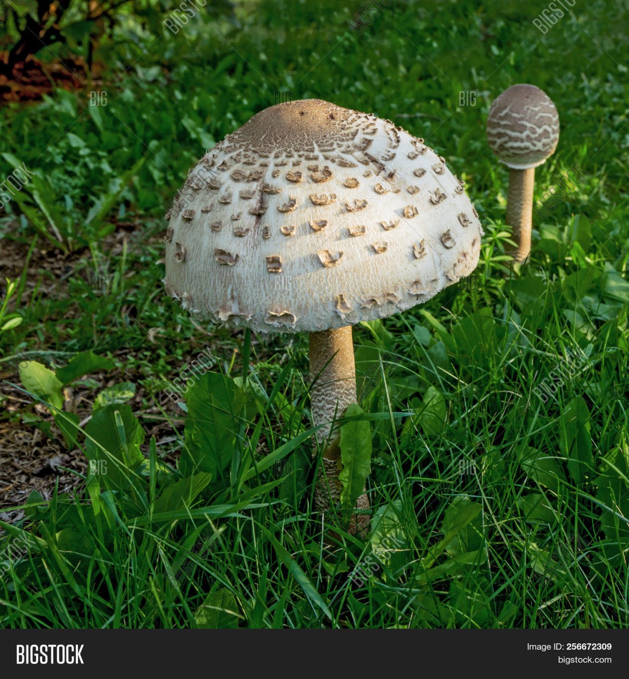 Макролепиота процера