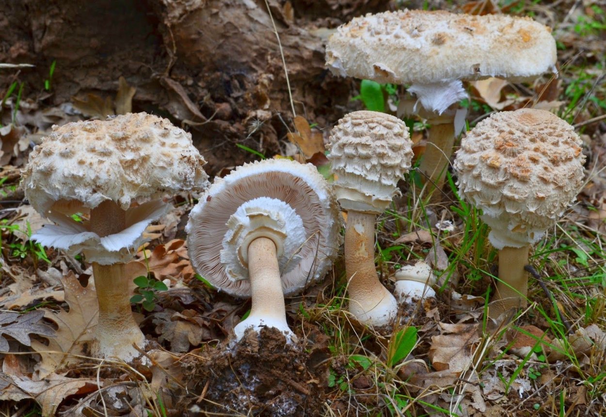 Гриб - зонтик пёстрый (Macrolepiota procera).