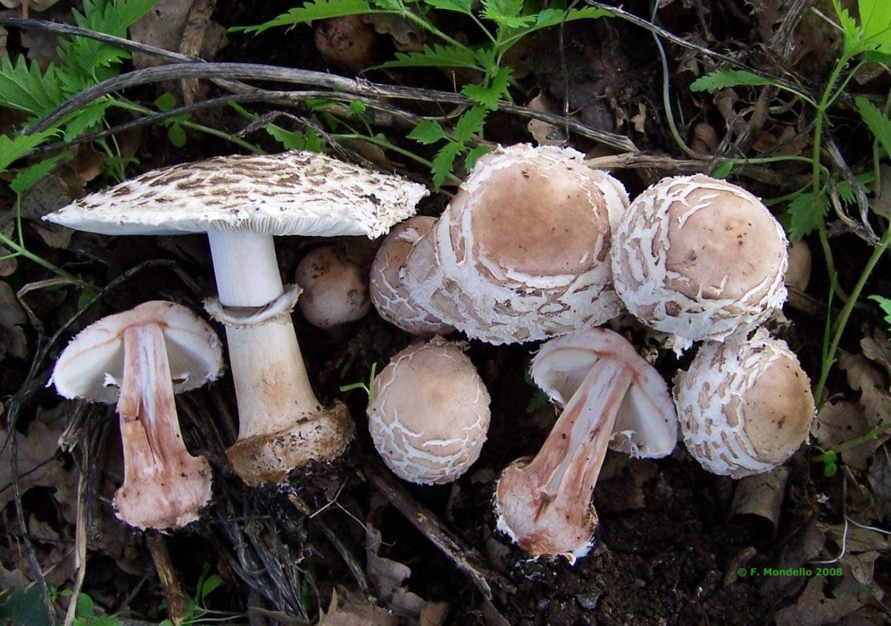 Белонавозник съедобный гриб