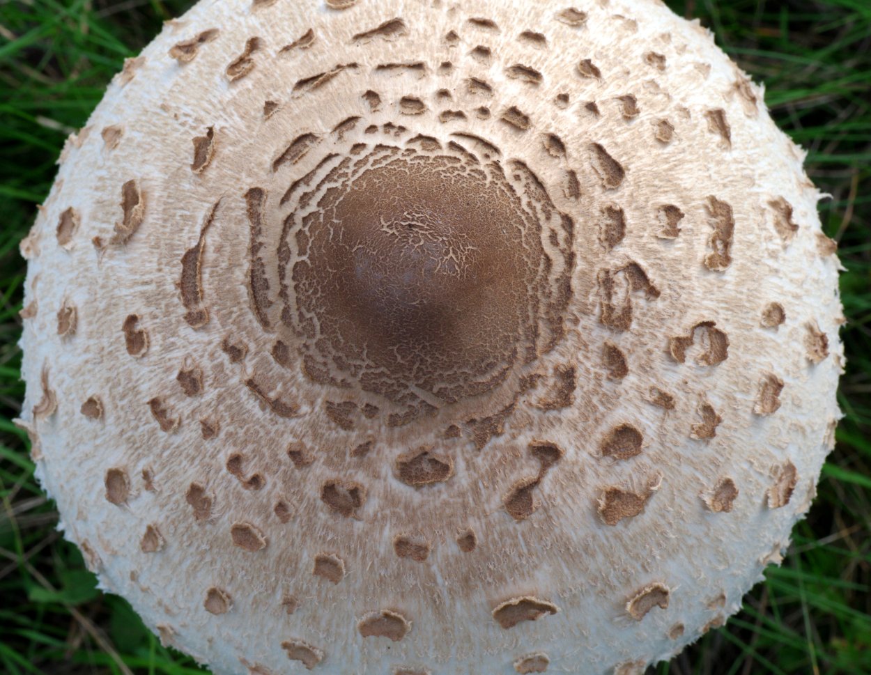 Грибная шляпа