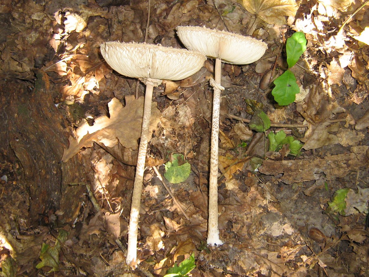 Гигантский мухомор