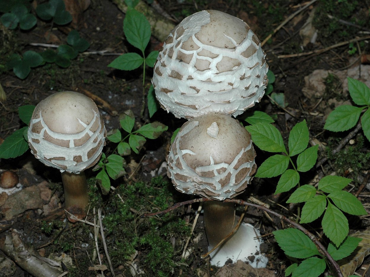 Гриб-зонтик краснеющий (Chlorophyllum rhacodes)