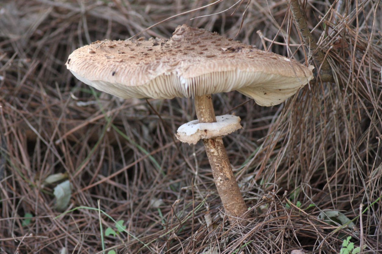 Гриб зонтик и бледная поганка