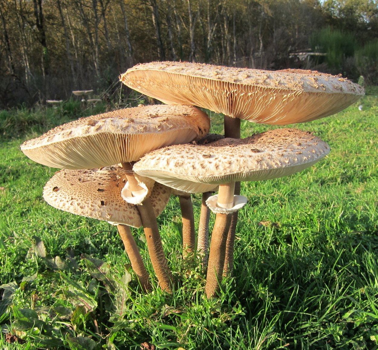 Гриб зонтик белый в березовых посадках осенью Тамбовская область