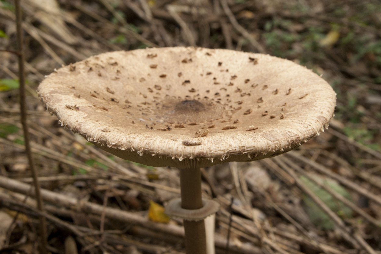 Гриб-зонтик пёстрый