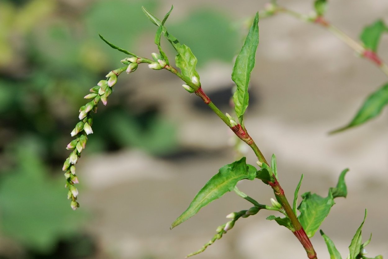 Горец перечный - Polygonum hydropiper