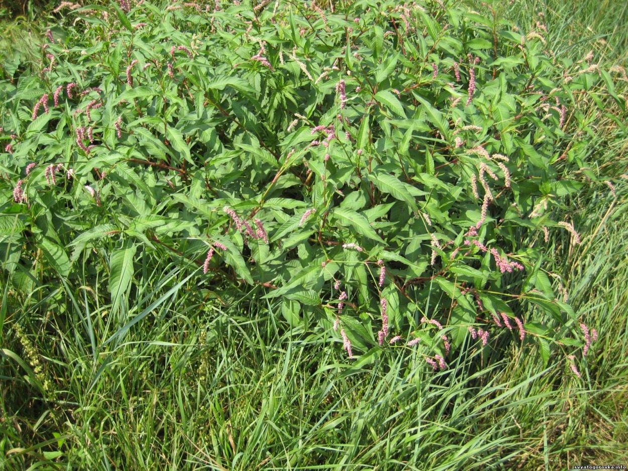 Трава горца перечного