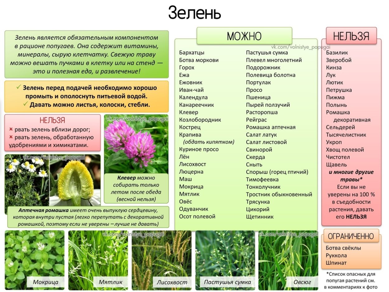 Акорус (Acorus) variegatus