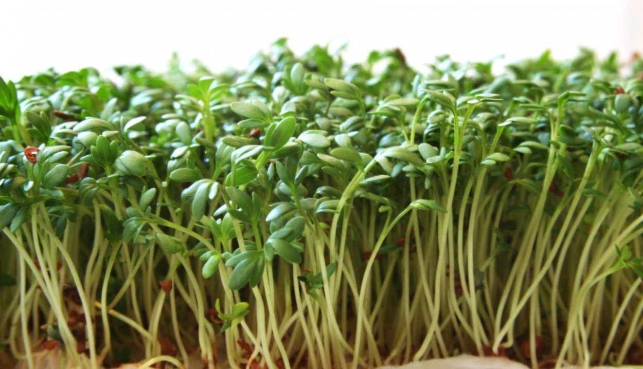 Телорез обыкновенный