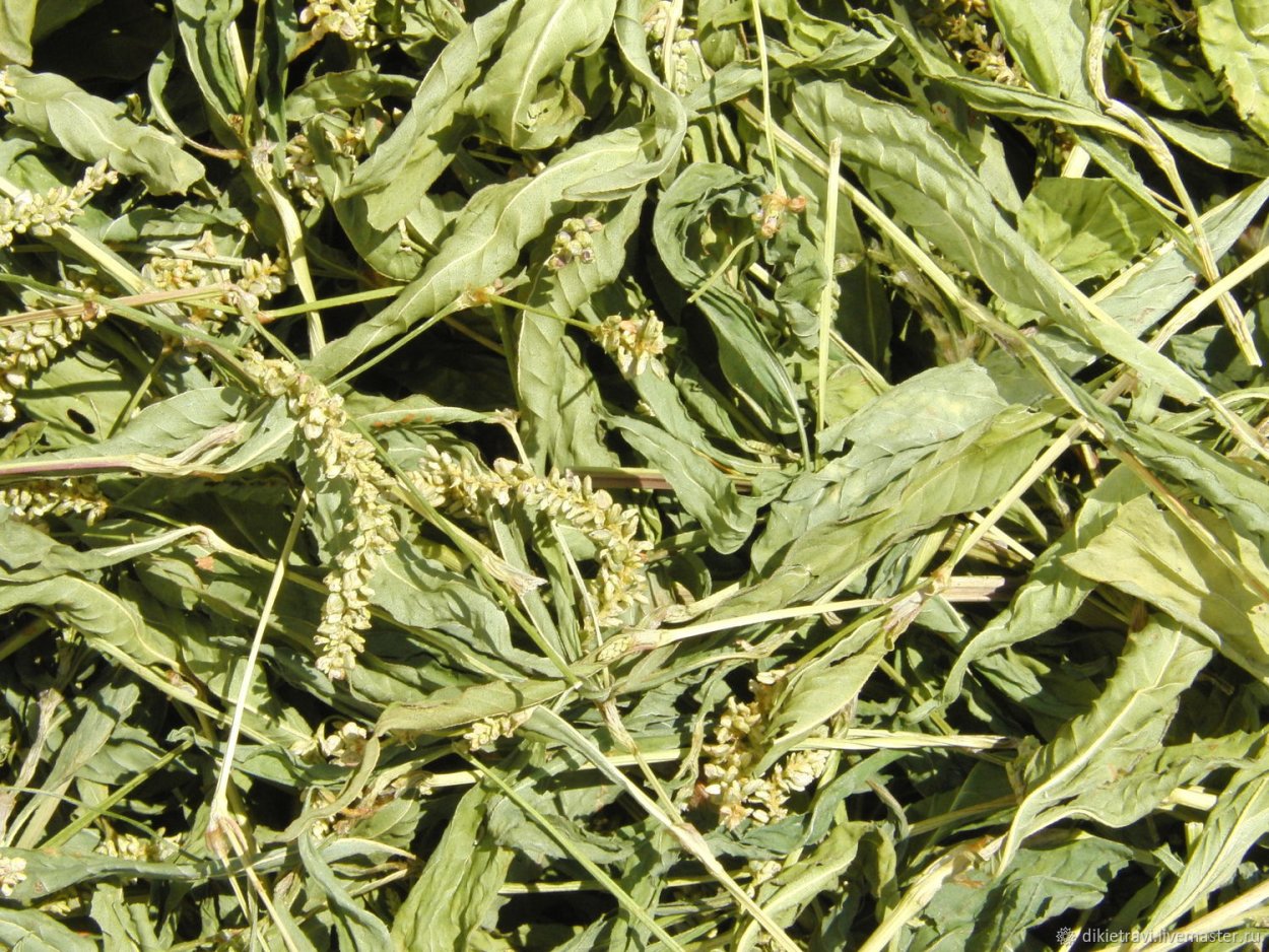 Хрустальная травка иней Шпинатная зелень