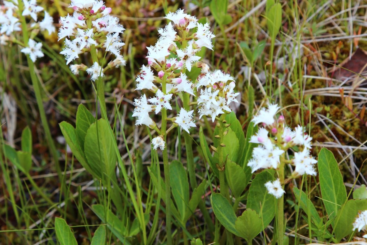 Трава около воды