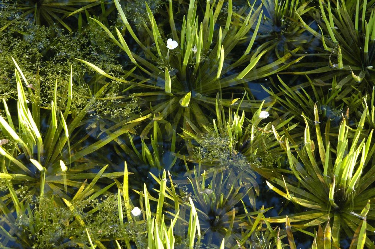 Жеруха обыкновенная