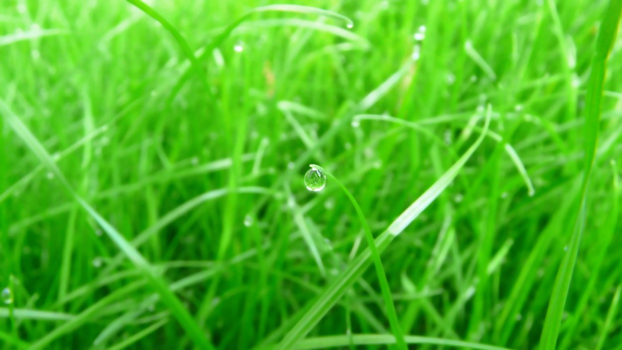 Борщевик ядовитое растение ожоги