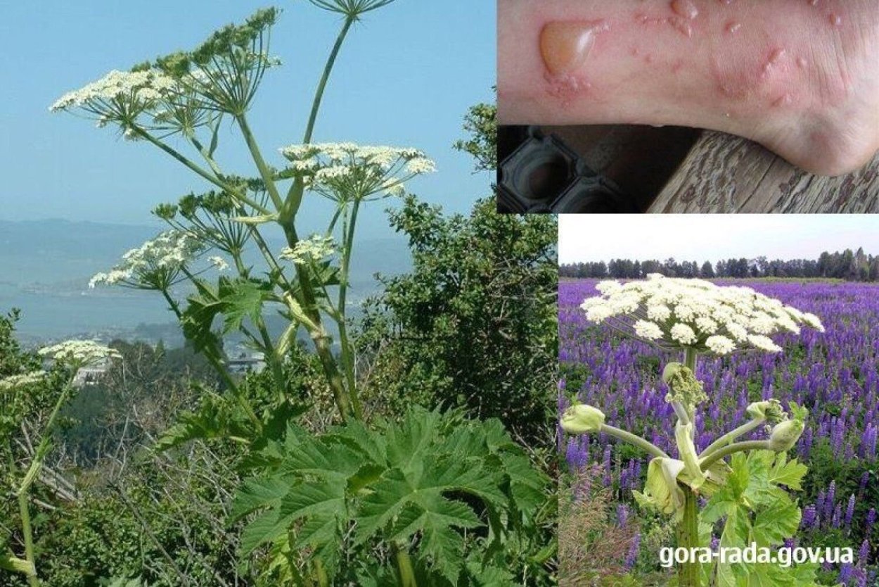 Ежеголовник всплывающий