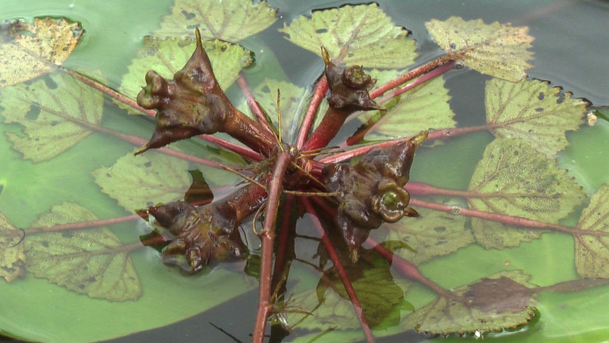 Водный травка