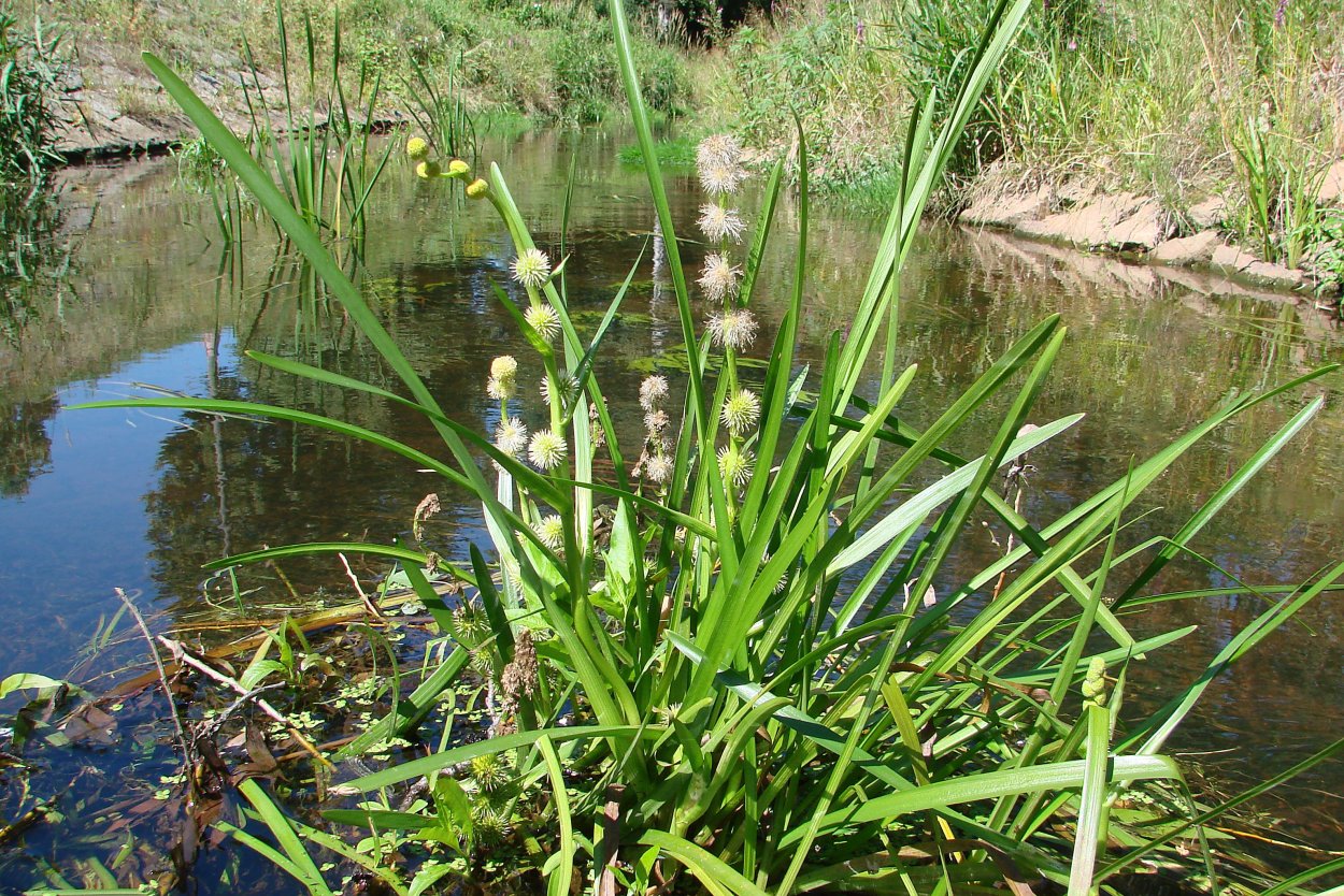 Сенная лихорадка Тип аллергической