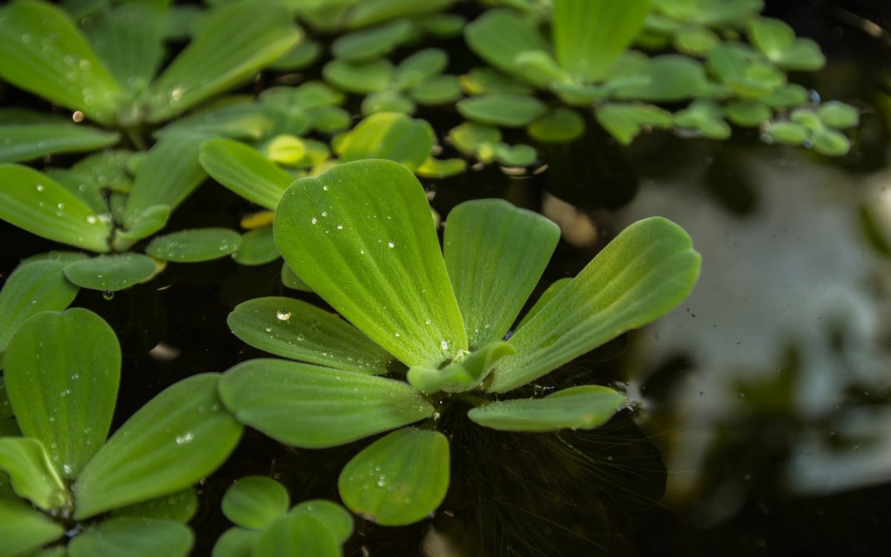 Роса на траве