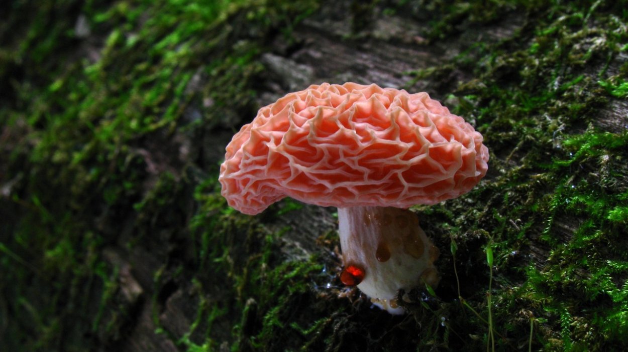 Древесный гриб коралловый
